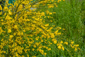 Cytisus scoparius, common broom or Scotch broom yellow flowers closeup