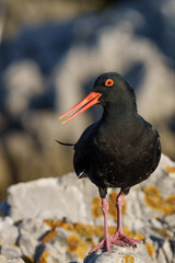 African oystercatcher or African black oystercatcher (Haematopus moquini) at Stony Point on the Whale Coast, Betty's Bay (Bettys Bay), Overberg,  Western Cape, South Africa
