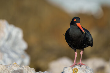 African oystercatcher or African black oystercatcher (Haematopus moquini) at Stony Point on the...