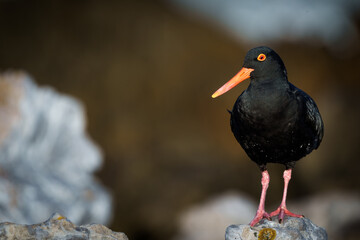African oystercatcher or African black oystercatcher (Haematopus moquini) at Stony Point on the Whale Coast, Betty's Bay (Bettys Bay), Overberg,  Western Cape, South Africa