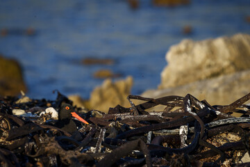 African oystercatcher or African black oystercatcher (Haematopus moquini) on her nest in the kelp  at Stony Point on the Whale Coast, Betty's Bay (Bettys Bay), Overberg,  Western Cape, South Africa