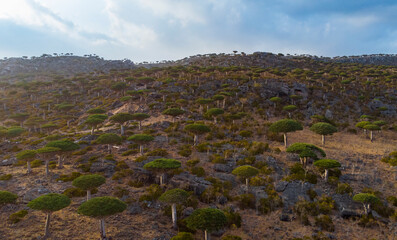 Dragon Blood Tree forest on the island of Socotra in Yemen 