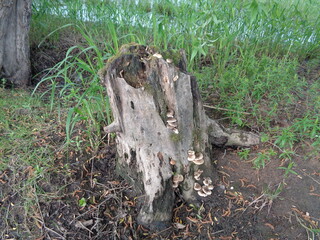 Naklejka na ściany i meble stump overgrown with mushrooms