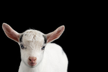 White Goat on a Black Background