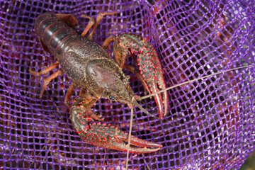 Live Crawfish for Boiling