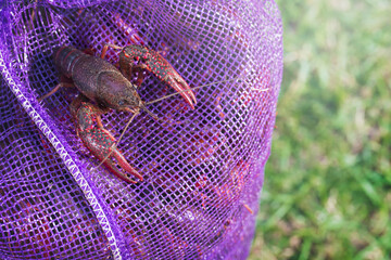 Live Crawfish for Boiling