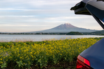 春のドライブ　富士山をのぞむ菜の花畑へ（山梨 　河口湖）　traveling by car to mt.Fuji in spring	