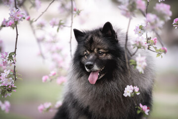 Close up profile portrait of grey black male keeshond wolfspitz dog looking in camera with brunches of blooming tree with light pink flowers on the background