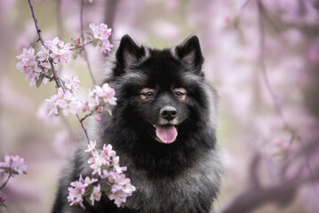 Close up profile portrait of grey with black mask female keeshond wolfspitz dog with brunches of blooming tree with light pink flowers on the background
