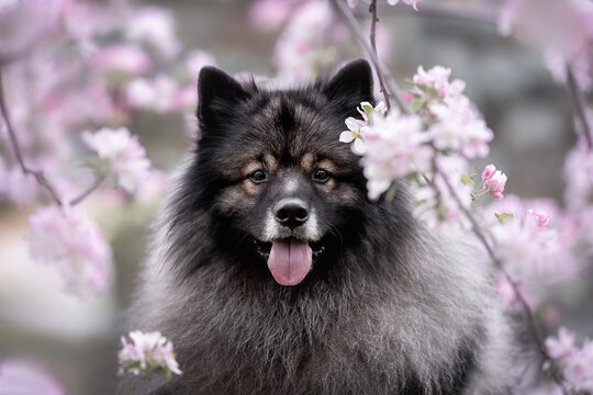 Close up profile portrait of grey black male keeshond wolfspitz dog looking in camera with brunches of blooming tree with light pink flowers on the background
