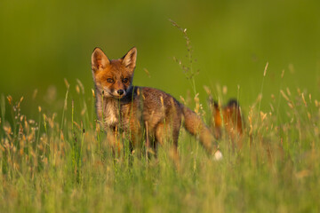 Red fox cub in the grass vulpes vulpes looking at camera