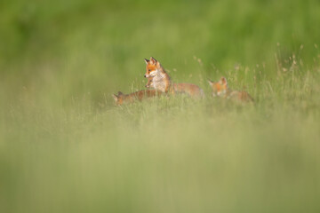 Red fox cubs in the grass vulpes vulpes