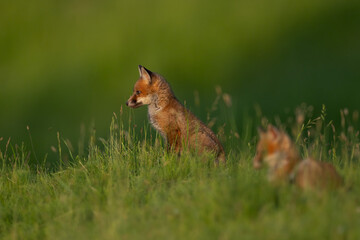 Red fox cub in the grass vulpes vulpes