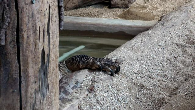Venomous Beaded lizard. Heloderma horridum