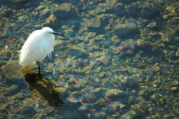 澄んだ川の水と鷺の写真