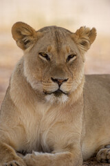Naklejka na ściany i meble Lion (Panthera leo) Kgalagadi Transfrontier Park, South Africa