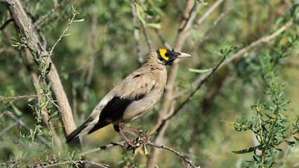 Wattled Starling (Creatophora cinerea) Kgaladadi Transfrontier Park, South Africa