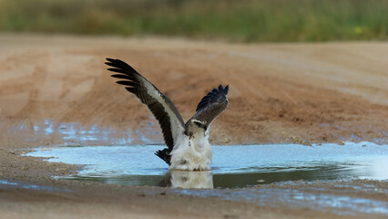 Martial Eagle (Polemaetus bellicosus) Kgalagadi Transfrontier Park, South Africa