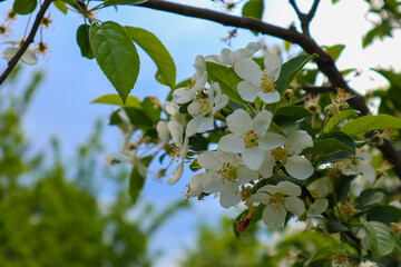 the apple tree is in bloom. white apple blossoms close-up.