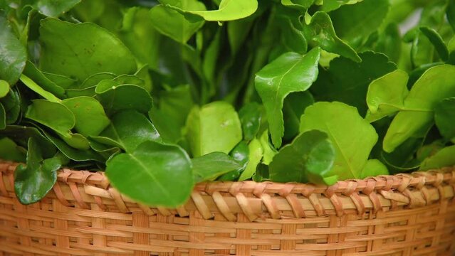Close up footage of green Kaffir Lime Leaves.