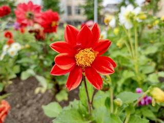 Red dahlia flower - closeup