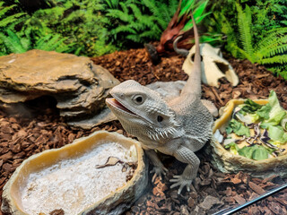 agama lizard - closeup view. animals