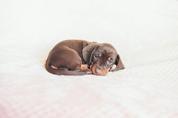 Adorable little puppy. Dachshund puppy. 