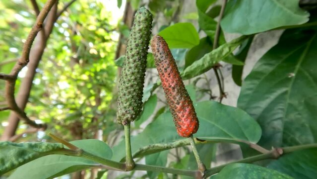 Balinese chili plants or Javanese chilies or known as piper retrofractrum which are bearing fruit, young fruit is green and turns orange when old