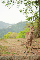 すっと立つ小鹿の写真