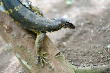 Alerted monitor lizard in tree trunk