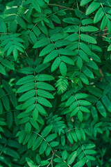 Rowan leaves, background in the summer forest. Rowanberries closeup natural textured back, vertical frame, poster or banner idea