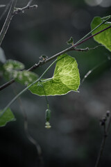 Wild vine in backlit with creamy bokeh background