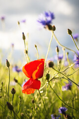 Naklejka premium Field with red poppies and blue cornflowers, selective focus