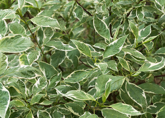 Gilded edge of Silverberry leaves with a natural background