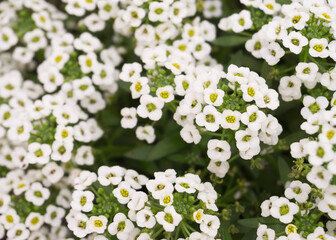 Miniature white flowers Sweet Alice