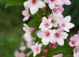 pale pink flowers of Kolkwitzia amabilis 3