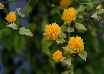 Beautiful yellow flowers of Keria japonica