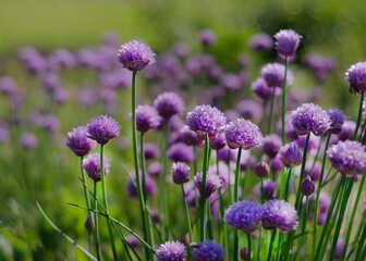 Purple Chives Flowers in Green Grass 2
