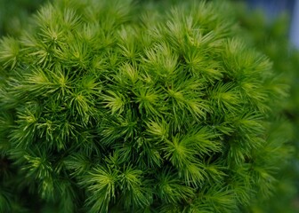 Spring young evergreen juniper needles