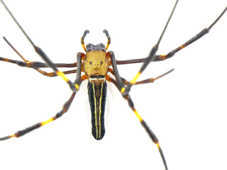 オオジョロウグモのメス個体のアップ