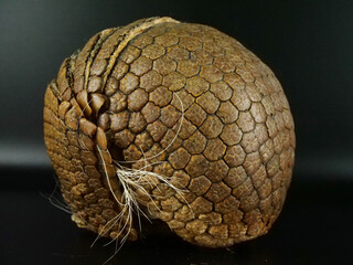 綺麗にボール状に丸まるミツオビアルマジロ