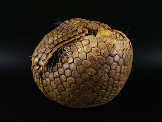 丸まっているミツオビアルマジロ