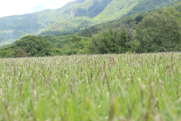 Fototapeta premium 野原