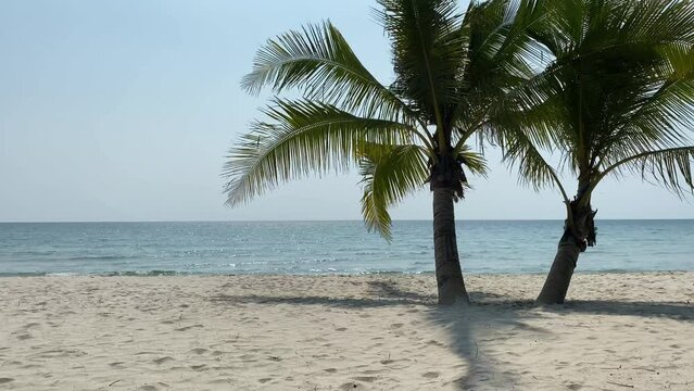 Most beautiful beaches in the world. Bahamas palm beach landscape. Crystal clear blue sea and white sand. 