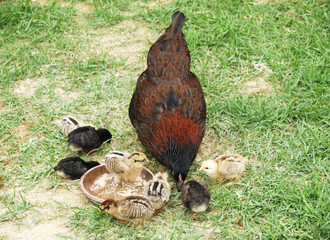 hen and chicks
