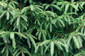 green fresh fir branches seasonal background forest