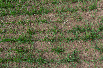 Young wheat seedlings growing in a soil. Agriculture and agronomy theme. Organic food produce on field. Natural background