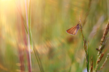 summer seasonal field sun background bokeh grass sunset abstract
