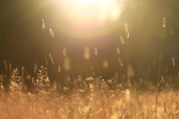 Fototapeta na wymiar summer seasonal field sun background bokeh grass sunset abstract