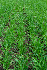 Young wheat seedlings growing in a soil. Agriculture and agronomy theme. Organic food produce on field. Natural background